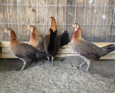 1 brood cock, 2 female hens. . Blueface hatch hen